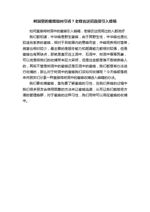 树洞里的蜜蜂如何引诱？老蜂农这招直接引入蜂箱