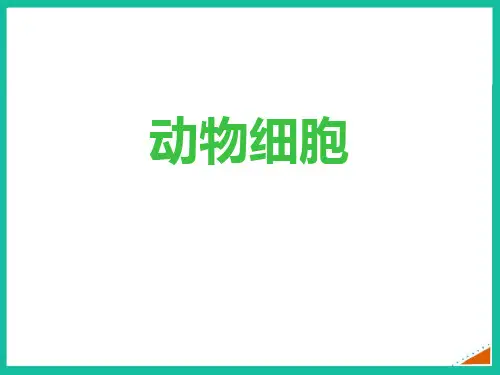 最新人教版七年级生物上册《动物细胞》精品教学课件