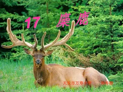 麋鹿  课件