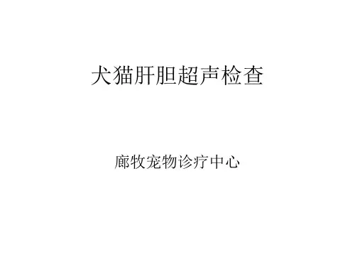0犬猫肝胆超声检查