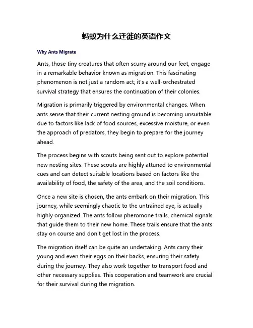 蚂蚁为什么迁徙的英语作文