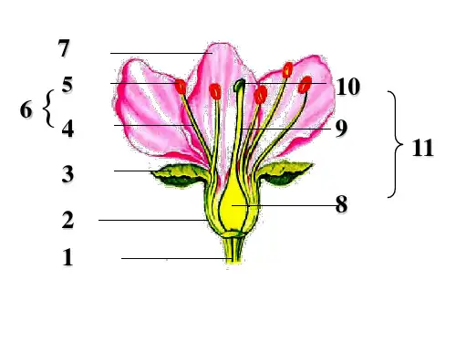 初中生物 【传粉与受精】优秀教学课件