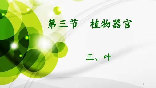 第2章-3植物器官(叶)PPT课件