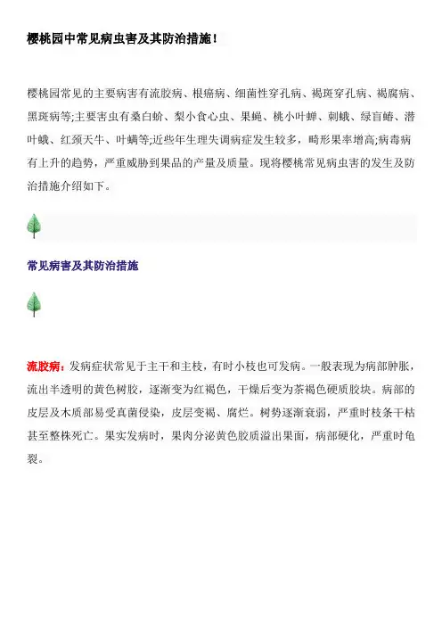 樱桃园中常见病虫害及其防治措施