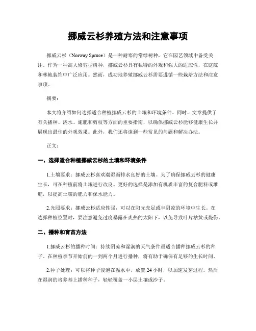 挪威云杉养殖方法和注意事项