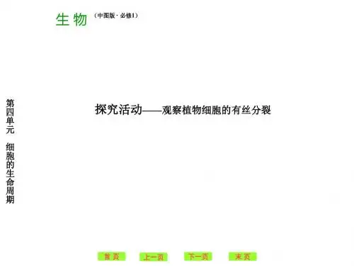 探究活动——观察植物细胞的有丝分裂ppt 中图版