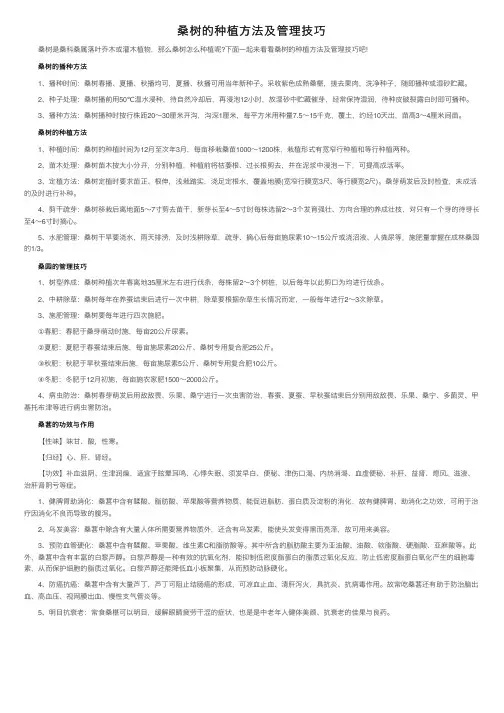 桑树的种植方法及管理技巧