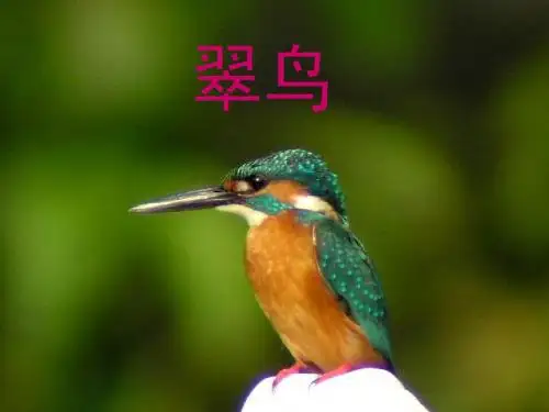 《翠鸟》ppt课件