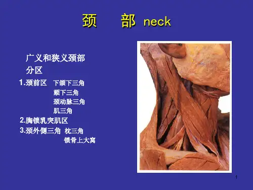 颈部解剖图谱ppt课件