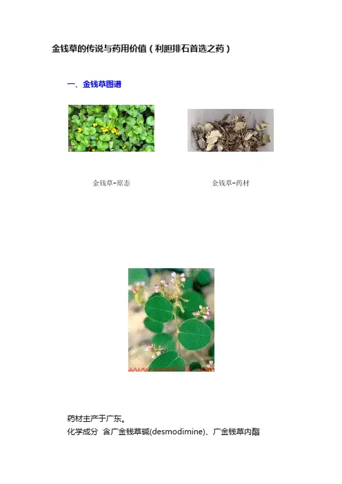 金钱草的传说与药用价值（利胆排石首选之药）