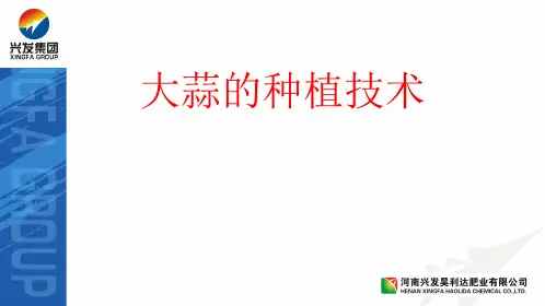 大蒜种植技术ppt课件