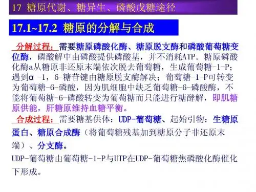 17糖原代谢、糖异声生和磷酸戊糖途径