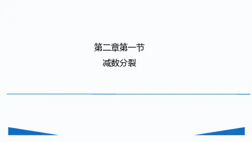 减数分裂演示文稿