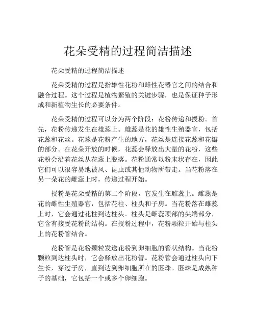花朵受精的过程简洁描述