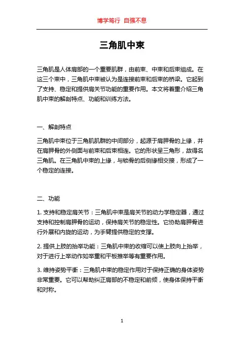 三角肌中束