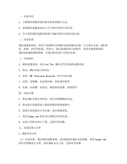 凝胶成像系统实验报告