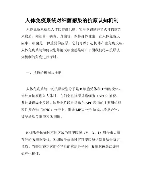 人体免疫系统对细菌感染的抗原认知机制
