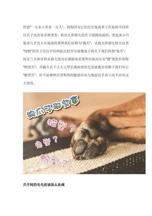 狗狗爪子那点事 城市遛狗需注意 楼房饲养竟伤害狗狗于无形