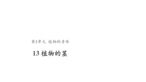 粤教粤科版小学科学三年级下册科学13 植物的茎 课件1