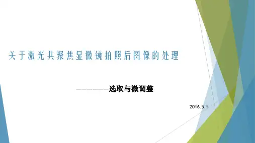 关于激光共聚焦显微镜拍照后图像的处理 ppt课件