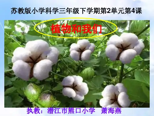 苏教版小学科学三年级下册《2.4.植物和我们》PPT课件 (1)