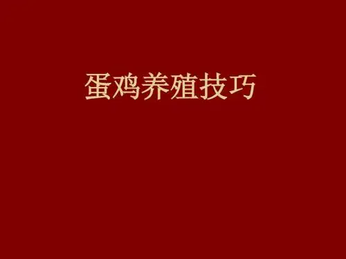 蛋鸡养殖