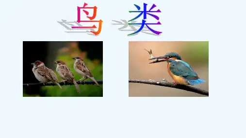 观赏鸟的生物学特性