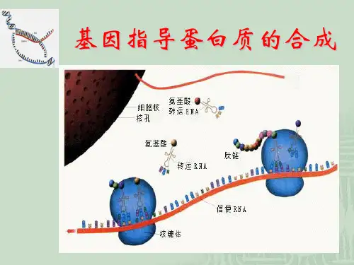 人教版高中生物必修二4.1《基因指导蛋白质的合成》课件 (共49张PPT)