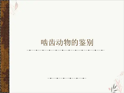 啮齿动物的鉴别PPT课件