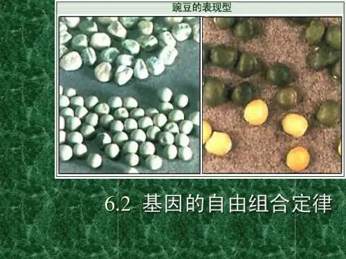基因的自由组合定律