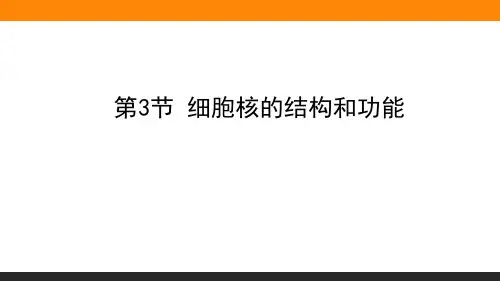 人教版高中生物必修一《细胞核的结构和功能》PPT课件(2篇)