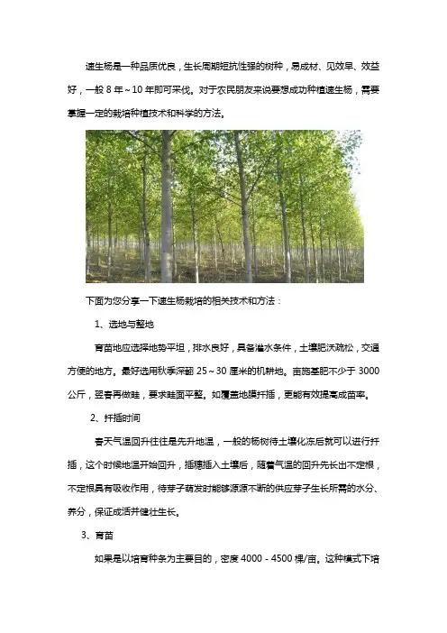速生杨的正确栽培方法