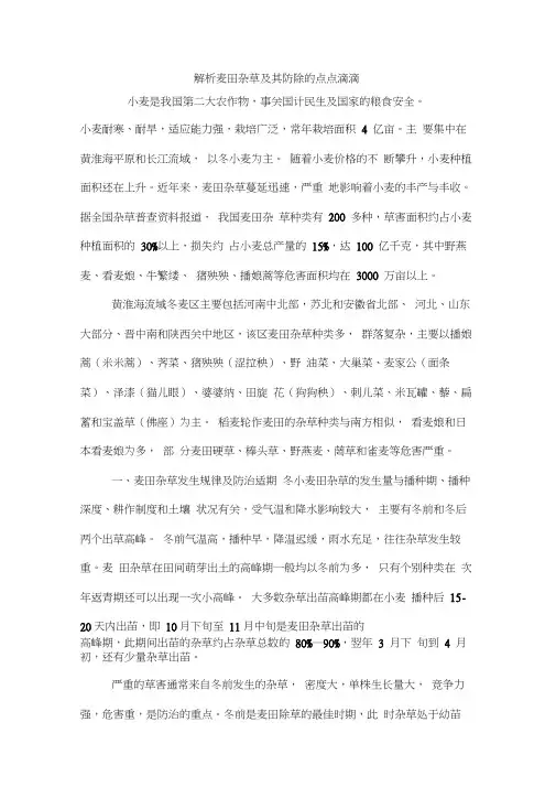 解析麦田杂草及其防除的点点滴滴