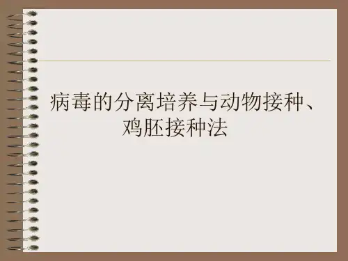 病毒的分离培养与动物接种、鸡胚接种法