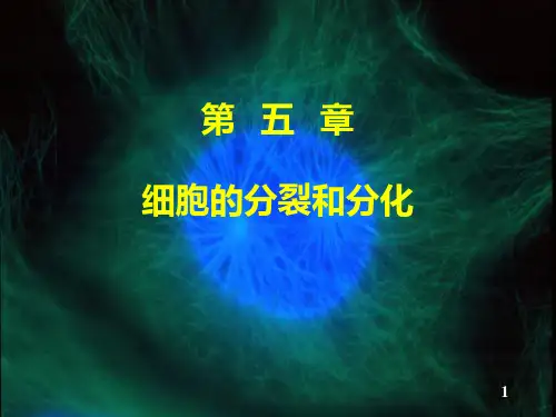 第五章细胞的分裂和分化ppt课件