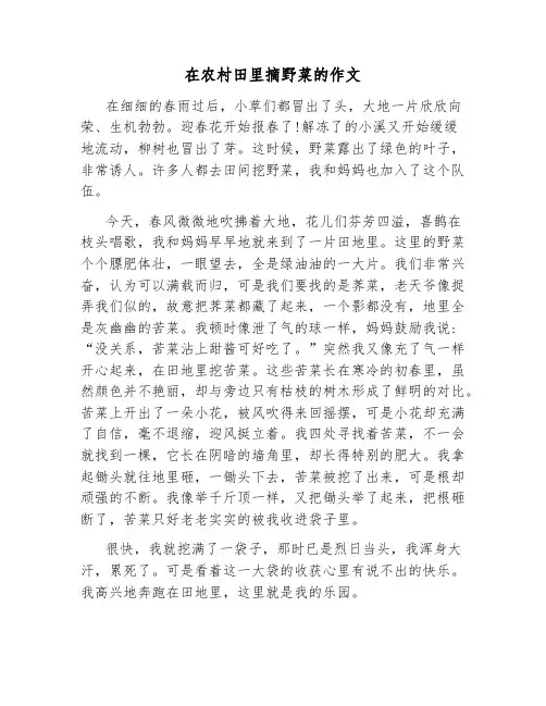 在农村田里摘野菜的作文