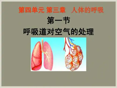 【新人教】呼吸道对空气的处理