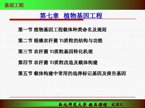 基因工程西北师范大学精品课程武国凡