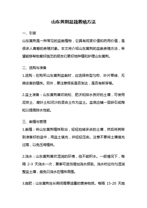 山东黄荆盆栽养殖方法