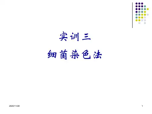 实训三 细菌染色法