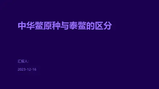中华鳖原种与泰鳖的区分