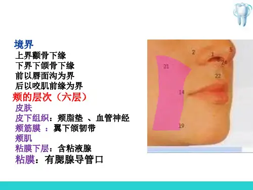 口腔局部解剖(口腔解剖生理学)