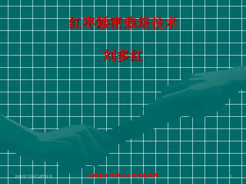 红枣密植丰产栽培技术