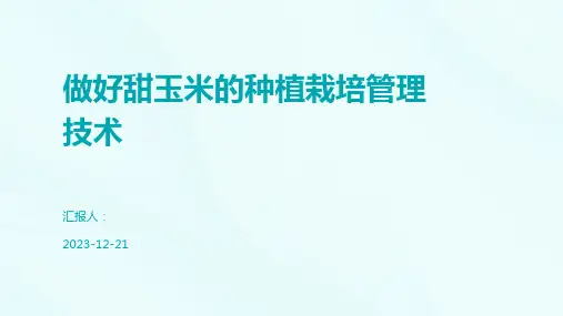 做好甜玉米的种植栽培管理技术
