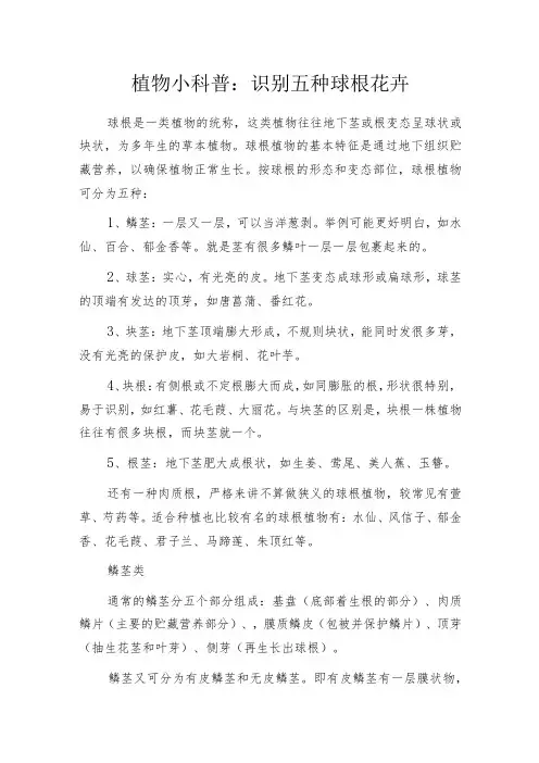 植物小科普：识别五种球根花卉
