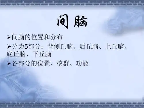 人体组织解剖间脑 (2)