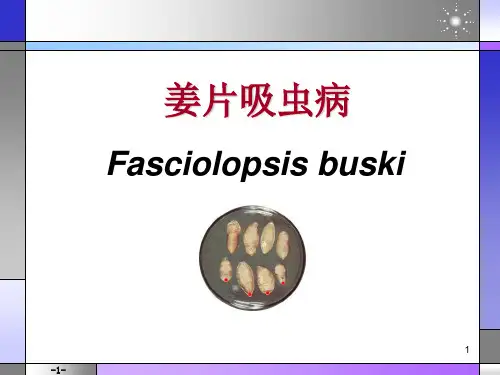 姜片吸虫病ppt课件