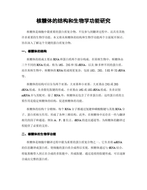 核糖体的结构和生物学功能研究
