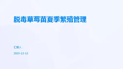 脱毒草莓苗夏季繁殖管理