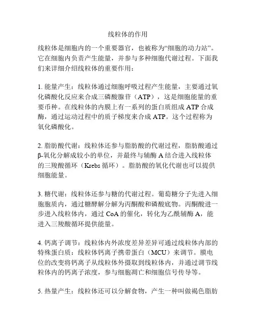 线粒体的作用